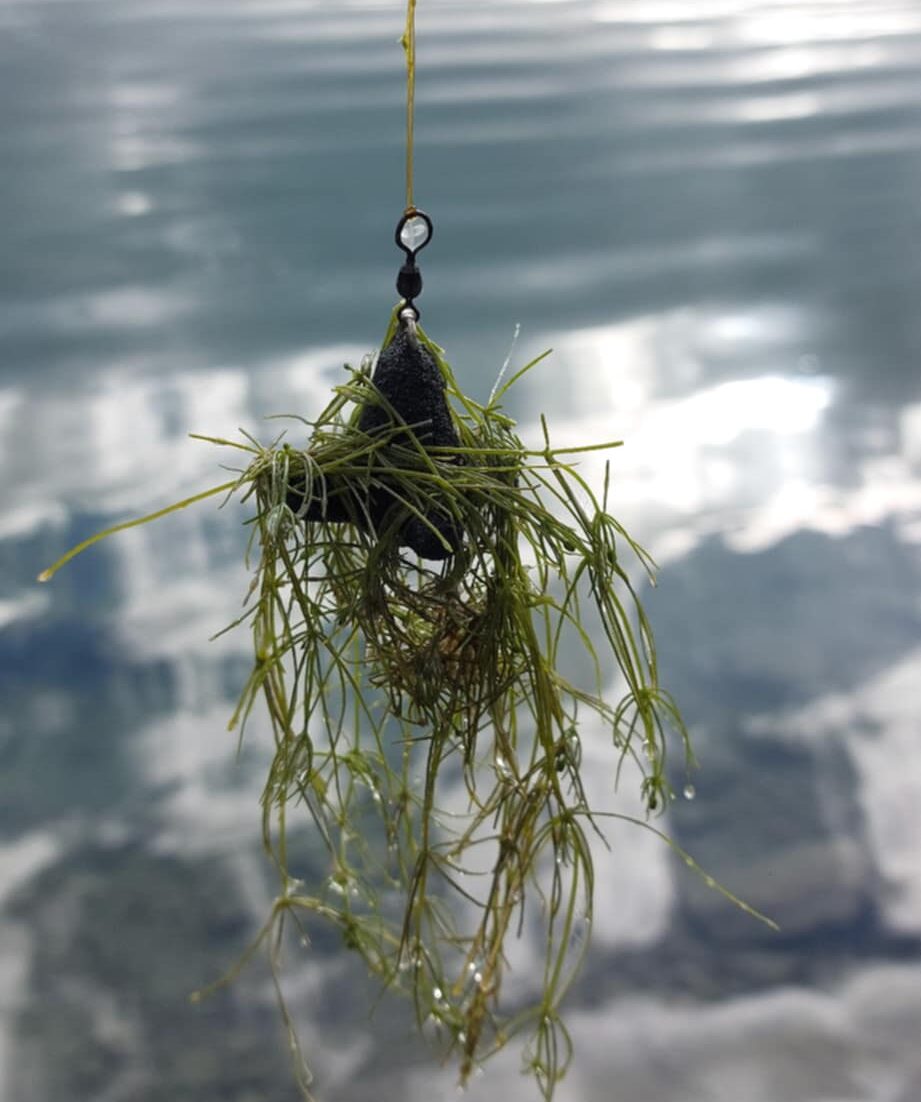 Plomb à Sonder Feeder - Undercarp (30g) – Image 2